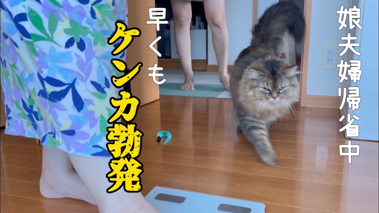 【帰省】イライラし過ぎて娘夫婦の目の前でケンカ/食事記録/モーニングルーティン