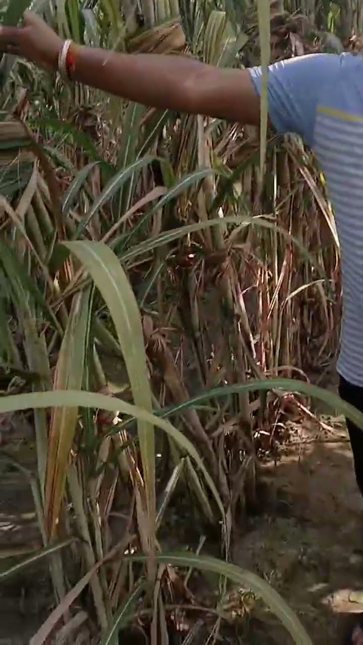 Nano Urea ने बदली गन्ना किसानों की किस्मत, Haryana के किसान ने क्या बताया | वनइंडिया हिंदी