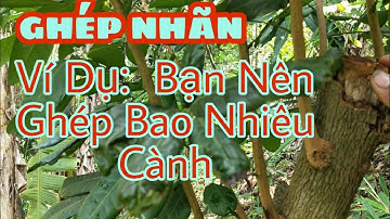 GHÉP NHÃN || NÊN GHÉP BAO NHIÊU MẮT
