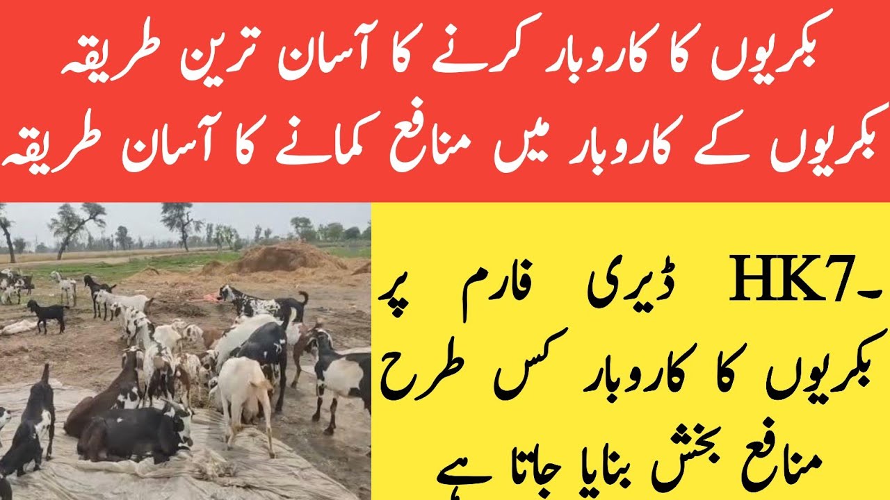 Goat business 2023 II HK7 dairy farm goat business II goat farm