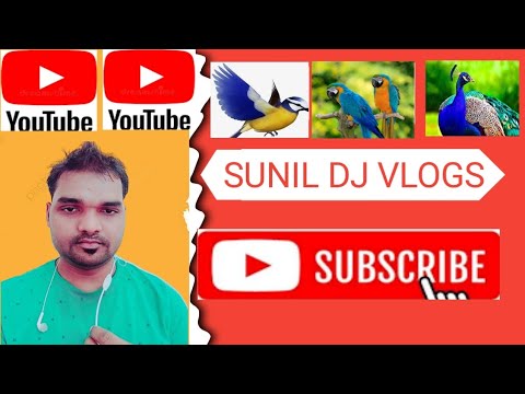 Chidiya Vlogs Video