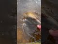 Release on a 8lb channel cat#wisconsin #fishing #fishspecies #river #catfish #cat #fish