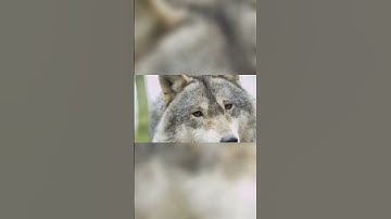 Gray Wolf - Characteristics and Behaviors!