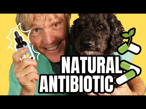 Video: Hoe Honden Te Behandelen Met Antibiotica?