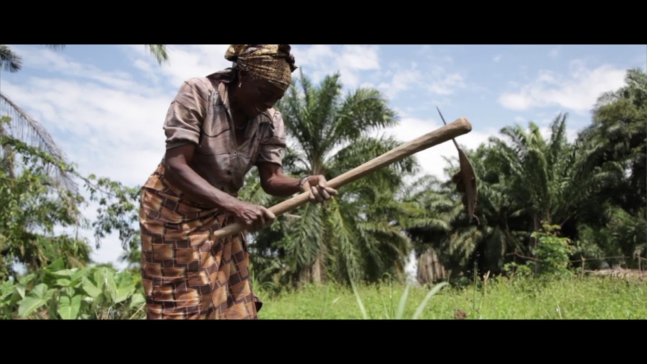 The Central African Forests: Key to a Cooler Future for All of Us - YouTube