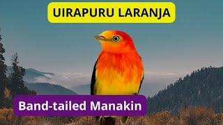 Uirapuru Laranja - Pipra fasciicauda - Band-tailed Manakin - Brazilian Birds