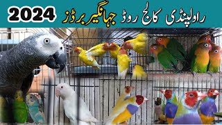 College Road Birds Market Latest Update 2024 | Jhangir Birds Shop. #birdshouse #birds #youtube