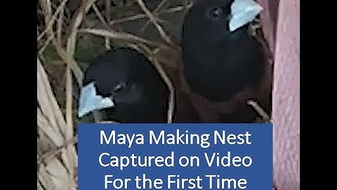 How Birds Make Nest - Part 2