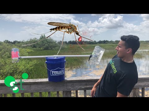 Видео: Външен газоуловител за комари: с въглероден диоксид и от бутилка. Външен монтаж на шредер