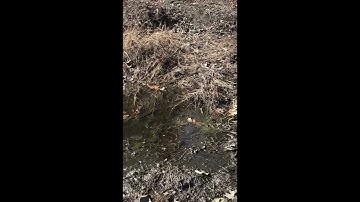 Ecological interactions video