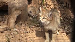 Sand cats give birth at The Safari