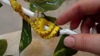 Ambition MOVED! & Baby Green Tree Pythons..... feeding clips too! chondro