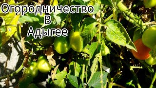 Огородничество в Адыгее. Наш первый опыт. Ошибки и наблюдения.