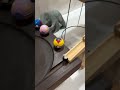 ミニビリヤードボールレース☆マーブルランASMR☆木製くねくねスロープ+手作り大きな漏斗☆Oddly satisfying #ピタゴラスイッチ #marblesrace #ビー玉転がし
