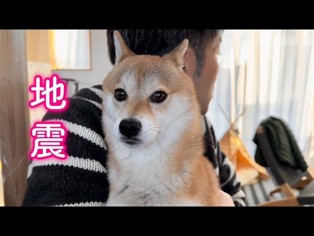 災害にあったとき愛犬と家族を守るために自分ができることを改めて見直しました class=