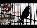 Terapi Pleci Di Jamin Langsung Nyaut Mp3 - Mp4 Download