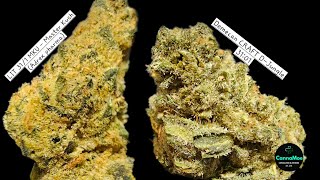 DOUBLE-REVIEW - Sorten Bericht 🌱🥧  LIT 31/1 MKU - Master Kush (Adrex) vs Demecan CRAFT D-Jungle 31:1