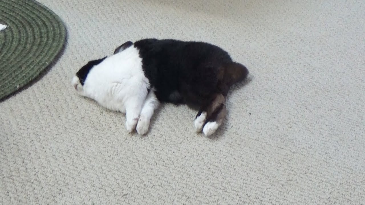 Sleeping rabbit dreaming about making a poop - YouTube