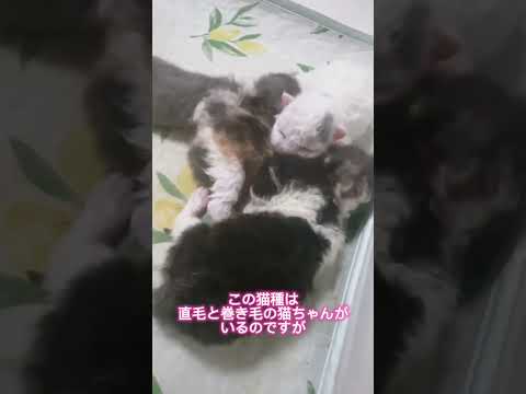 【子猫紹介】もこもこヘアのセルカークレックス／2024年3月20日生まれ