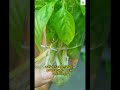 Basil Propagation | gardening tips #garden #indoorplants #gardening