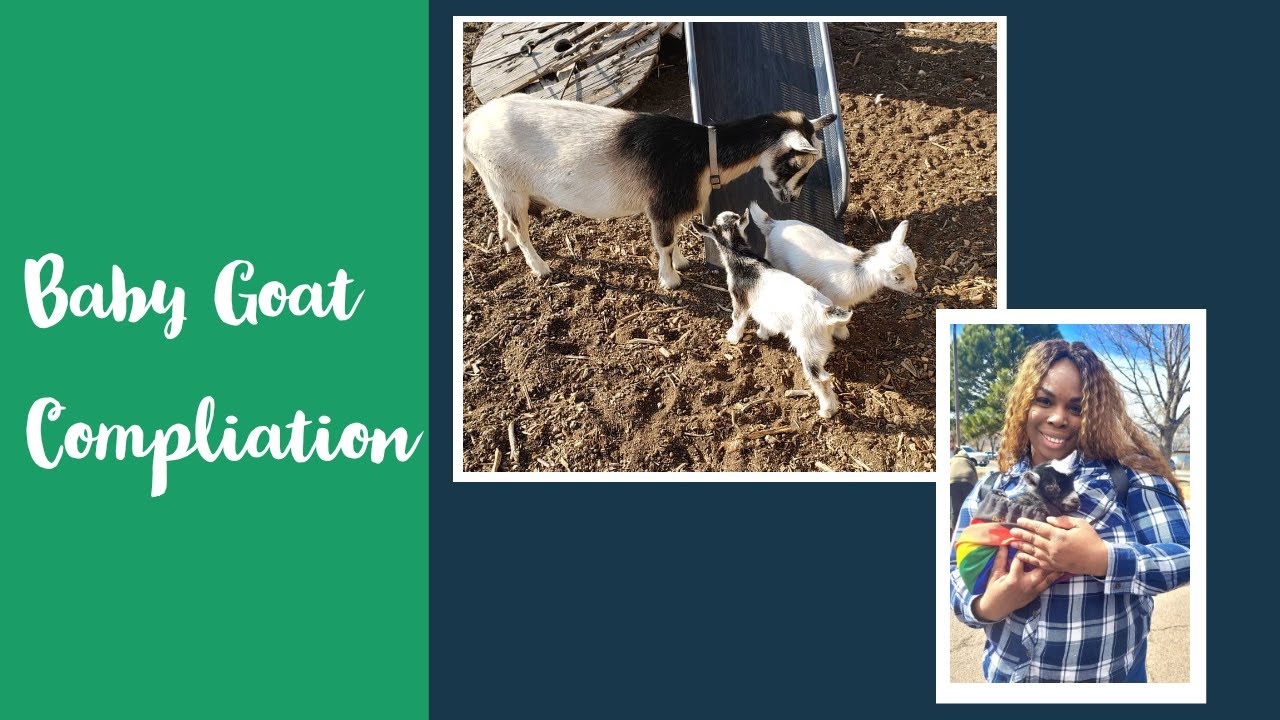 Baby Goat Compilation