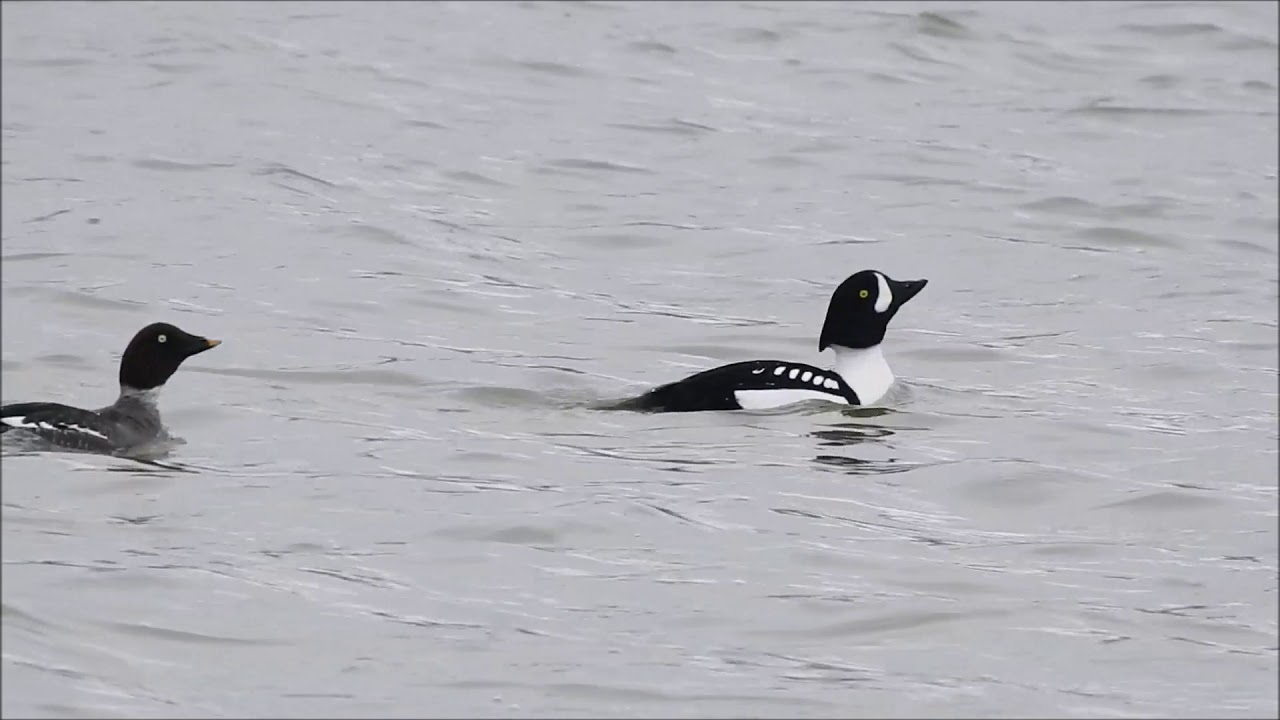 Barrow's Goldeneye & Female Common Goldeneye 