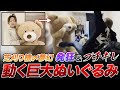 【実写】危ちゃんと夢幻の『世界一大事な巨大ぬいぐるみ』が少しずつ動き出すドッキリしたらボッコボコにされたｗｗｗｗ