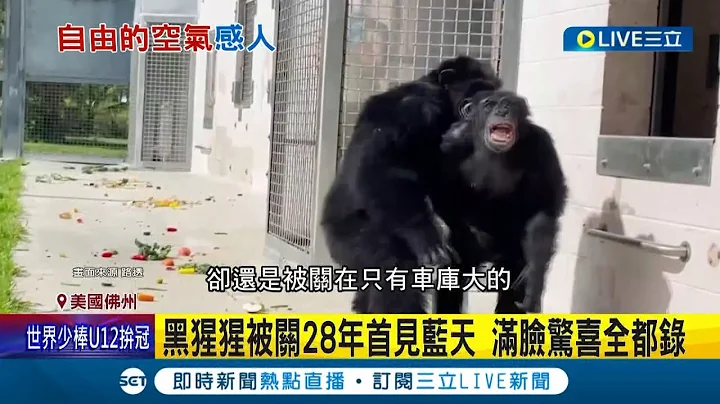 黑猩猩困笼子逾20年! 首次看到蓝天超感动融化众人  身世悲催网友喊心疼! 黑猩猩终获救驰骋保护区│记者 姚怀真│【国际大现场】20230629│三立新闻台 - 天天要闻