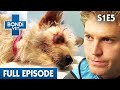 Hit & Run Leaves Tiny Dog Near Death 🚗| Bondi Vet Season 1 Ep5 | Bondi Vet Full Episodes | Bondi Vet