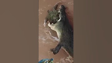 the turtle tries to escape🐊🐢