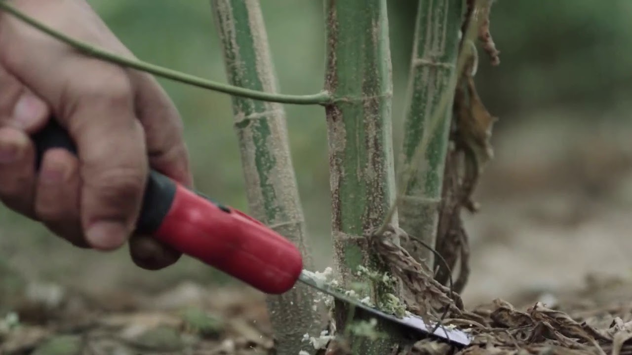 Choisissez un CBD de qualité