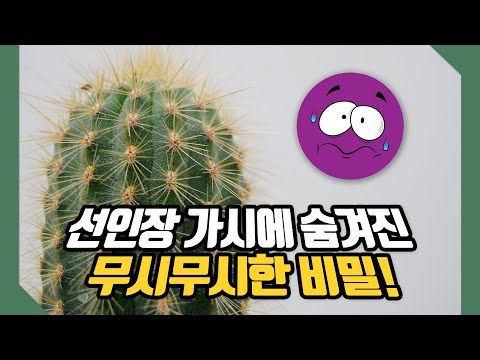 #56 선인장 가시를 쉽게 뽑기 어려운 이유 🌵 사이언스 플러스 재미있는 과학이야기