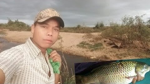 Thả lưới bắt CÁ CHÉP cực khủng