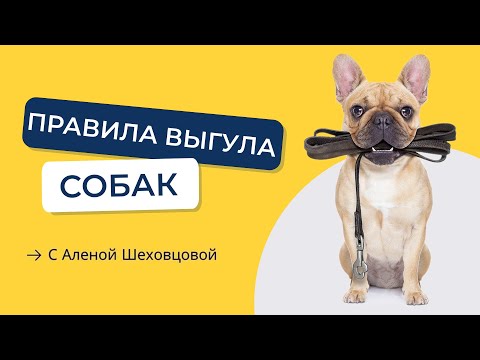 Видео: Ищете дрессировщика собак? Что учитывать