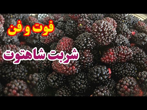 تصویری: توت یو (49 عکس): شرح سرخدار 