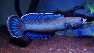 Cá lóc cầu vồng vây xanh (Channa Andrao) - tuyệt phẩm dòng cá lóc lạnh