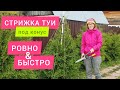 Как подстричь тую конусом быстро и просто / Стрижка туи легко / Обрезка туи