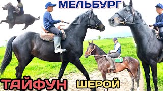 МЕЛЬБУРГ🔥ШЕРОЙдун бир тууганы-ТАЙФУН сатууга чыкты💥💥