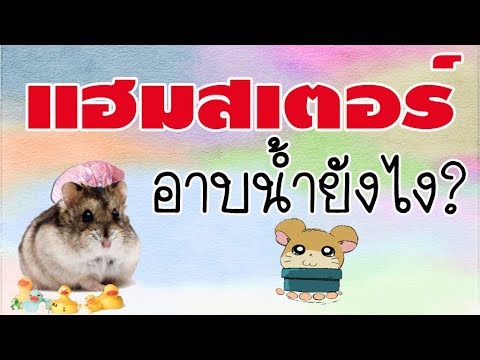 เลี้ยงแฮมเตอร์ ง่ายๆ ใน 3 นาที EP.3  วิธีอาบน้ำหนูแฮมเตอร์ | DIY ง่ายนิดเดียว