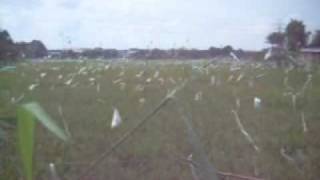 Rice fields and windmills