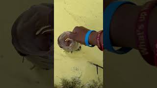 First one to touch the grass catches the bass