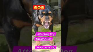Download Lagu dog barking sound mp3#viral #dog  #angrypuppy #angryanimal #angrydog #angrydog #pets #angry MP3