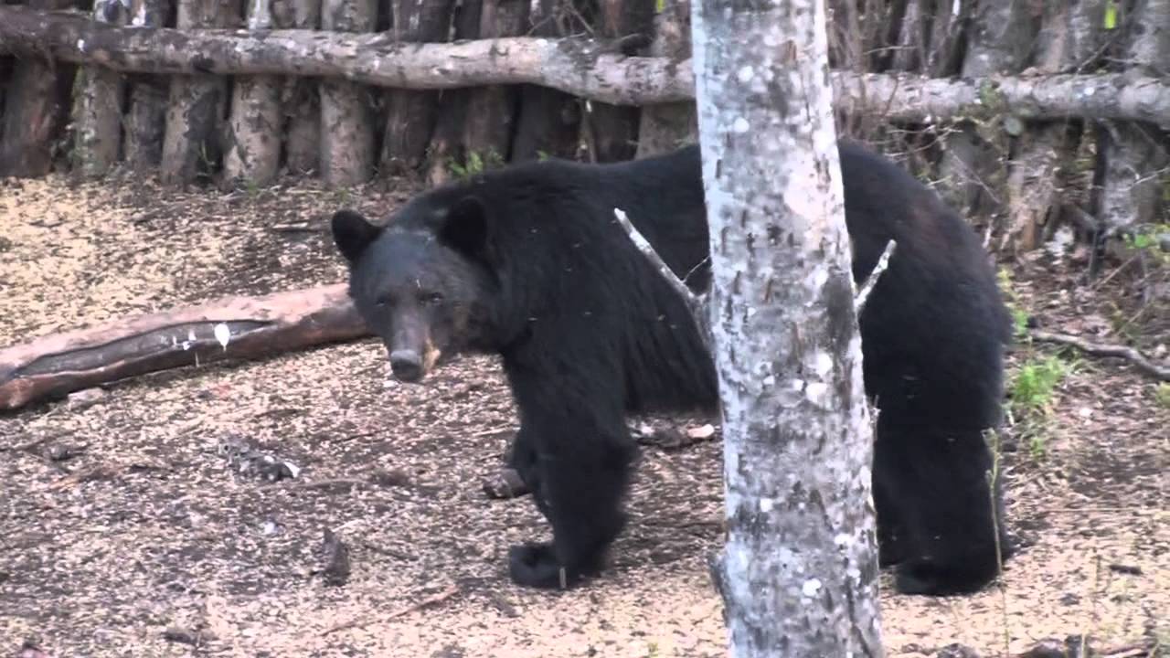 Another Successful Trophy Black Bear Hunting with Mike's Outfitting in Alberta Canada