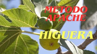 REDUCCIÓN DE HOJA EN LA HIGUERA: MICROFILIA #bonsai #bonsái #arboles #naturaleza