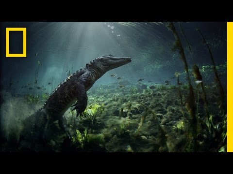 Meet the Residents of Everglades National Park | America&rsquo;s National Parks