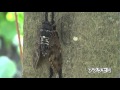 セミの声 2011 クマゼミ ミンミンゼミ アブラゼミ ツクツクボウシ セミの声 2011 クマゼミ ミンミンゼミ アブラゼミ ツクツクボウシ