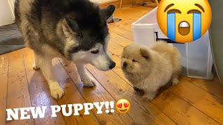Husky Meets The Cutest Chow Chow Puppies In The World!! [CUTEST REACTION!!!]