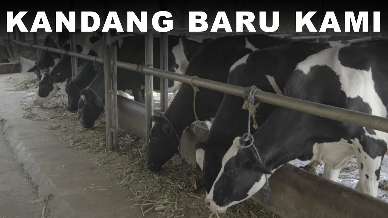SAPI PERAH DILEPAS BEBAS ‼️
