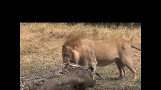 pov: You're a Wildebeest Crossing Crocodile Territory