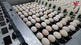 Hatchery Egg Grading and Traying System